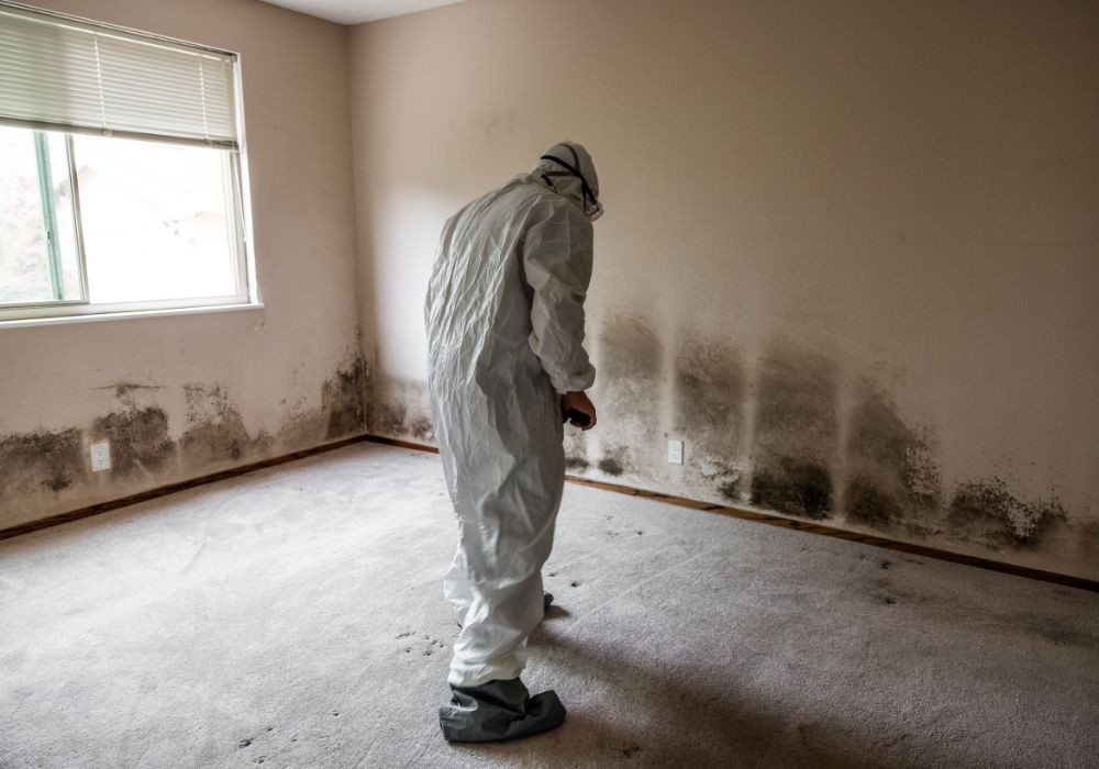 person inspecting moldy wall