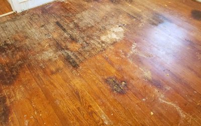 From Soggy to Spotless with Water Damage Restoration in Bonita Springs