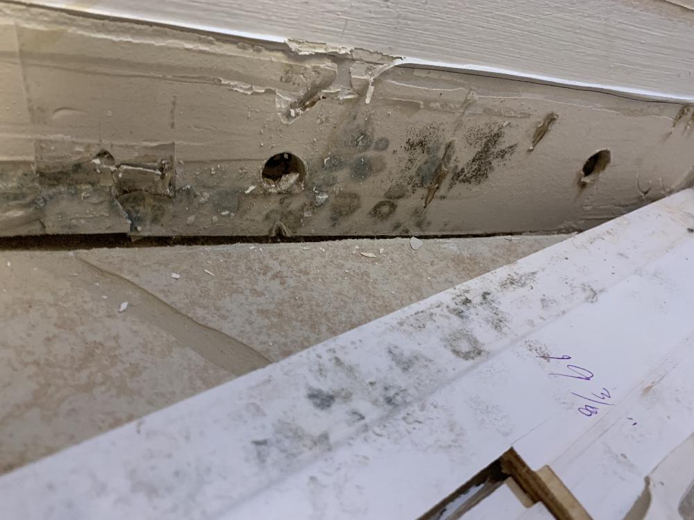 Professional mold removal technician treating mold on wall