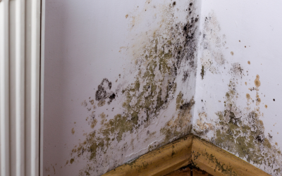What Affects the Price of Mold Removal in Bonita Springs