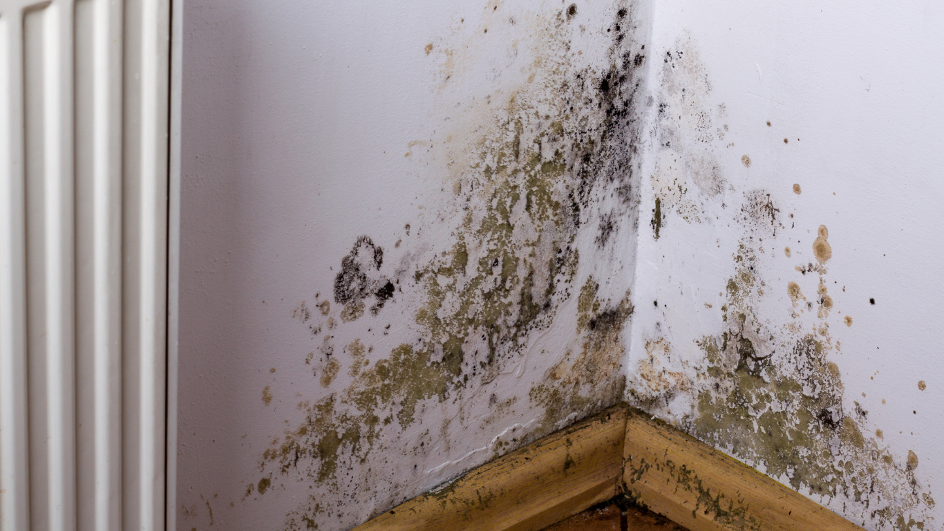 mold removal bonita springs